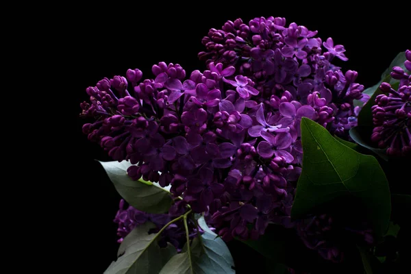 Lilac isolated on a black background — Stock Photo, Image