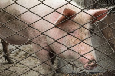 parmaklıklar ardında domuz