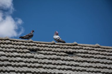 Çatıda güvercin