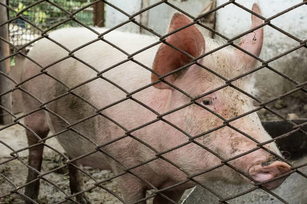 parmaklıklar ardında domuz