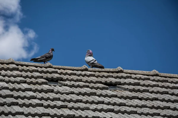 Çatıda güvercin