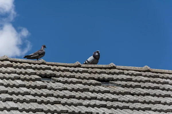 Çatıda güvercin