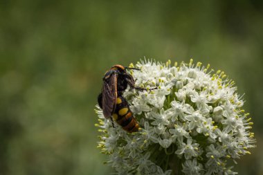 Scola dev eşekarısı
