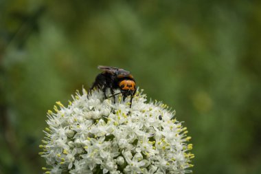 Bir soğan çiçek mamut yaban arısı