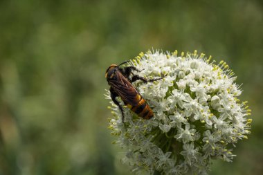 Scola dev eşekarısı bir çiçek üzerinde