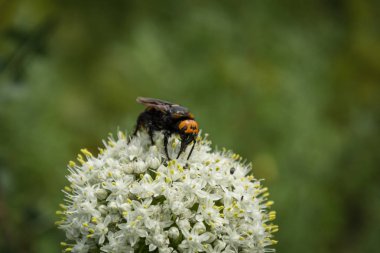 Megascolia maculata soğan çiçek