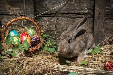 Sepet ve Paskalya yumurtaları ve saman gri Paskalya tavşanı