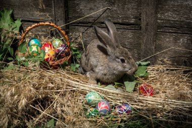 Paskalya yumurtaları ve Paskalya gri tavşan sepet