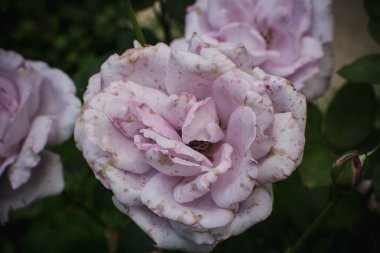 Gülü yakın çekim