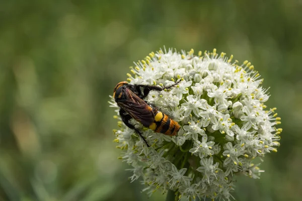 Scola dev eşekarısı bir çiçek üzerinde