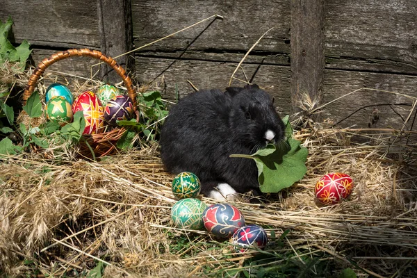 Paskalya yumurtaları ve Paskalya siyah tavşan sepet