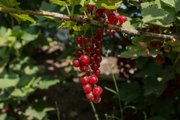 Bunch of red currant — Stock Photo, Image