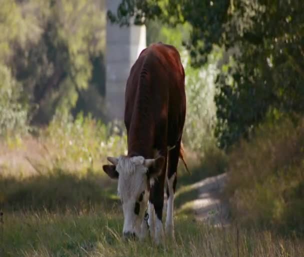 Un jeune taureau mange de l'herbe près du sentier forestier 