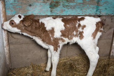 Genç bir buzağı ile kırmızı lekeler. Buzağı ve kalem iki doğum günüdür.