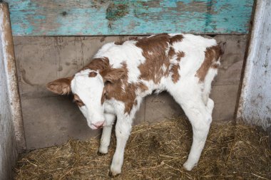 Genç bir buzağı ile kırmızı lekeler. Buzağı ve kalem iki doğum günüdür.