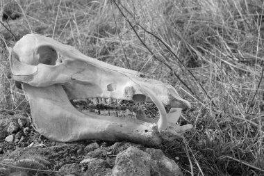 Yaban domuzu kuru ot arka plan, yan görünüm, siyah beyaz fotoğraf kafatası