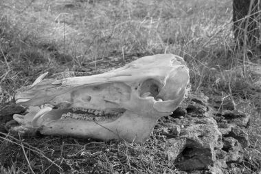 Yaban domuzu kuru ot arka plan, soldan görünüm, siyah beyaz fotoğraf kafatası