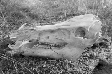 Yaban domuzu kuru ot arka plan, yan görünümü yakın çekim, siyah beyaz fotoğraf kafatası