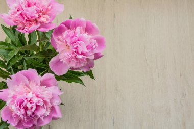 Anneler günü için güzel pembe peonies
