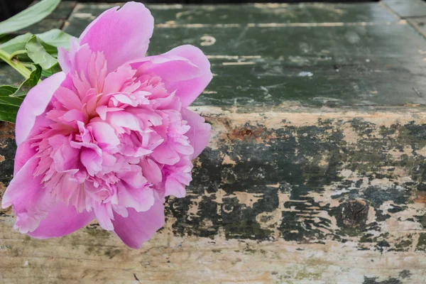 Розовый Пион Гранж Зеленом Фоне — стоковое фото