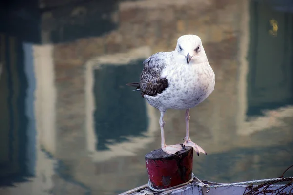 The lone seagull — Stock Photo, Image