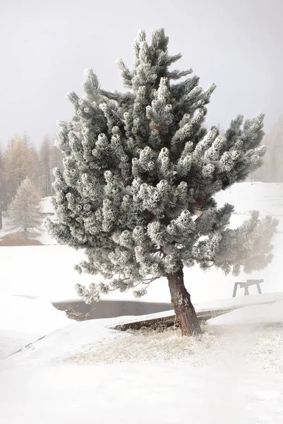 El árbol cubierto de nieve — Foto de Stock