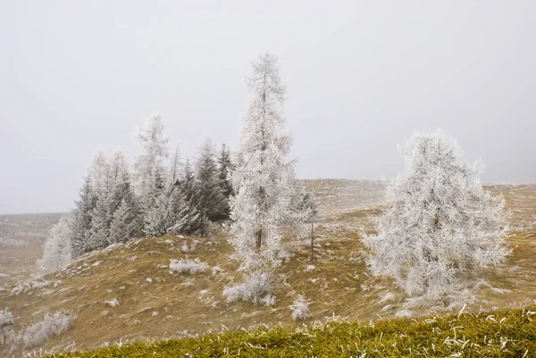 Los árboles cubiertos con una ligera nevada . — Foto de Stock