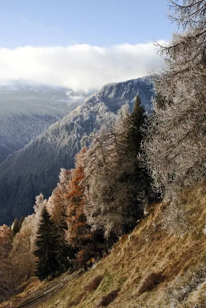 Gli alberi coperti da una leggera nevicata . — Foto Stock