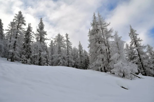 Árboles Cubiertos Nieve Blanca Las Crestas Las Montañas — Foto de Stock