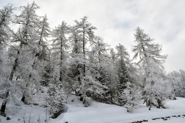 Árboles Cubiertos Nieve Blanca Las Crestas Las Montañas — Foto de Stock