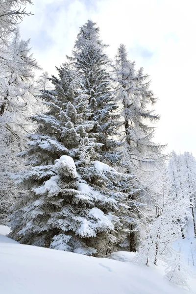 Árboles Cubiertos Nieve Blanca Las Crestas Las Montañas — Foto de Stock