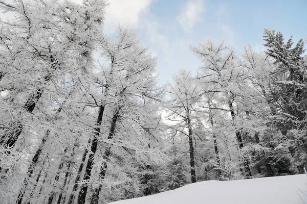 Árboles Cubiertos Nieve Blanca Las Crestas Las Montañas — Foto de Stock