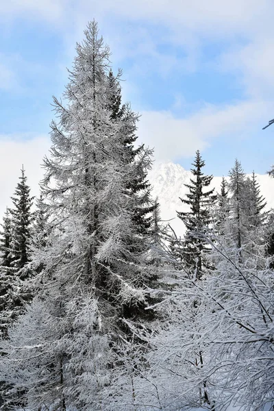 Árboles Cubiertos Nieve Blanca Las Crestas Las Montañas — Foto de Stock