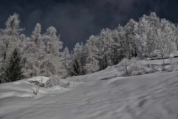 Árboles Cubiertos Nieve Blanca Las Crestas Las Montañas — Foto de Stock