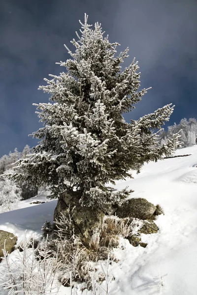 Árboles Cubiertos Nieve Blanca Las Crestas Las Montañas — Foto de Stock