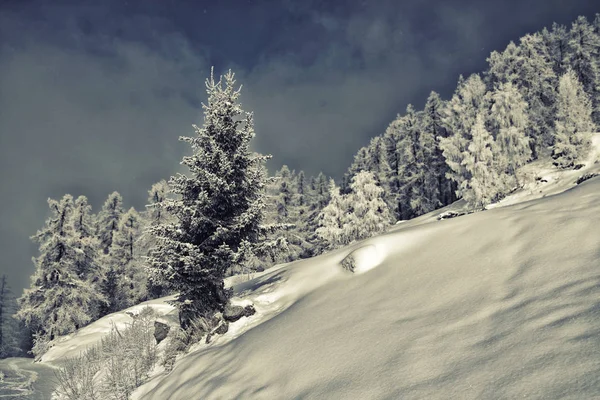 Árboles Cubiertos Nieve Blanca Las Crestas Las Montañas — Foto de Stock