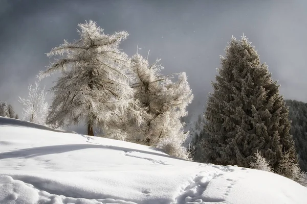 Árboles Cubiertos Nieve Blanca Las Crestas Las Montañas — Foto de Stock