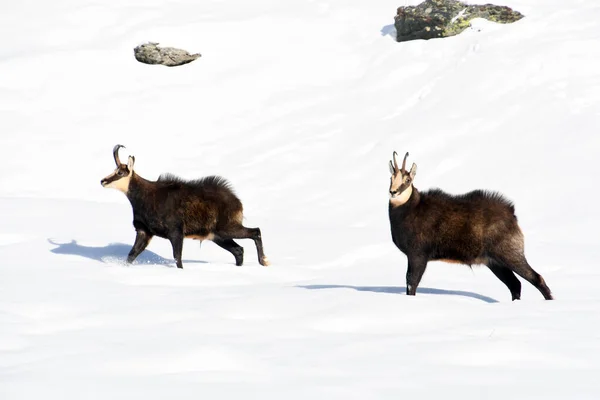 Le chamois sur la neige — Photo