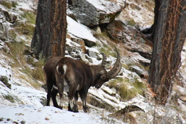 El íbice en el bosque — Foto de Stock