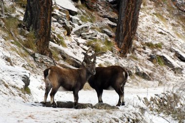 Ormandaki dağ keçisi.