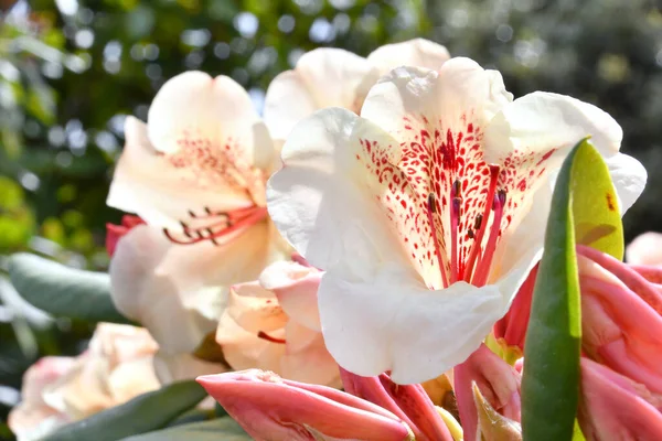 La flor de Rhododendron —  Fotos de Stock