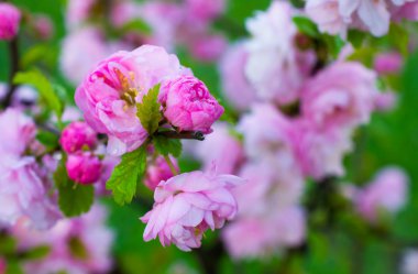 Japon cherry, bahar çiçekleri