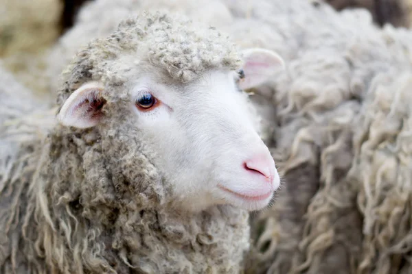 Sheep in nature. Agriculture outdoors. Stock Photo