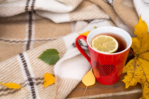 Tasse rouge enveloppée dans une couverture sur un banc, feuilles — Photo