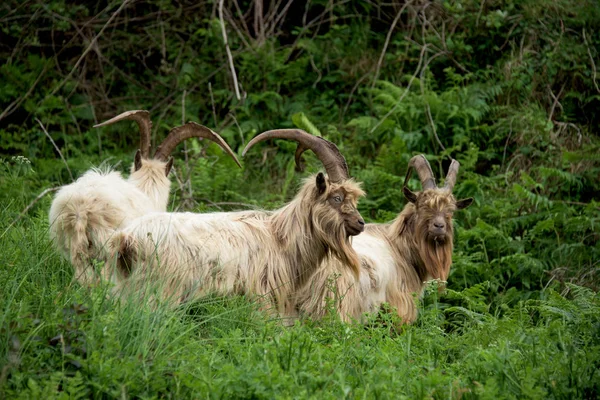 Feral goats in North Wales