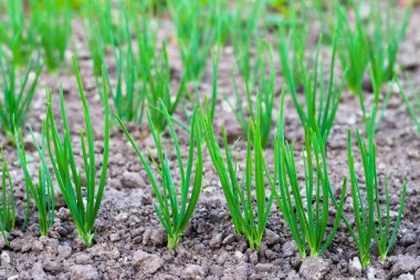 metin için bir garden.copy yer yeşil soğan. doğa