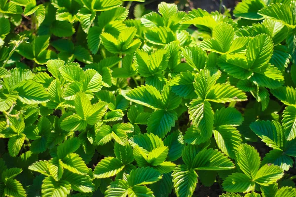 Frühling Hintergrund Blätter Der Erdbeere — Stockfoto