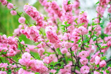 Bahçede kiraz çiçekleri