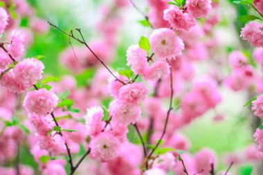 Bahçede kiraz çiçekleri