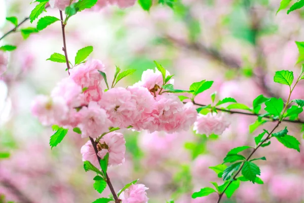 Kirschblüte Garten — Stockfoto